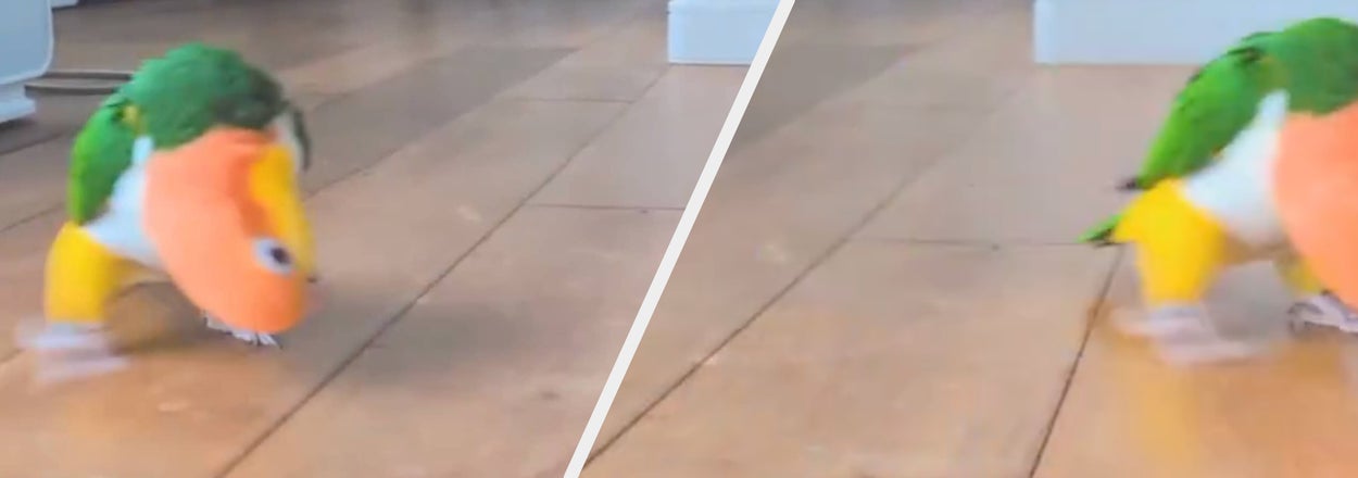 インコが室内の木の床を歩いている場面。