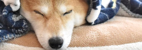 毛布にくるまって眠る柴犬（写真ACより）